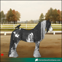 Horse Color:White Spotted Black