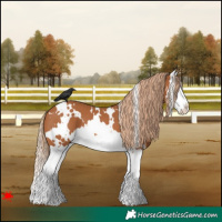 Horse Color:White Spotted Chestnut Splash