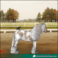 Horse Color:White Spotted Silver Grullo