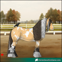 Horse Color:White Spotted Buckskin Dun 