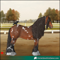 Horse Color:White Spotted Bay
