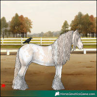 Horse Color:White Spotted Perlino