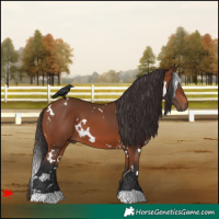 Horse Color:White Spotted Bay 