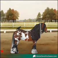 Horse Color:White Spotted Bay