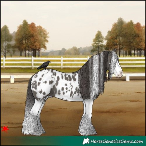 Horse Color:White Spotted Grullo Splash Appaloosa