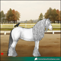Horse Color:White Spotted Grullo