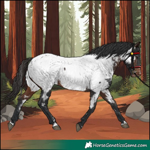 Horse Color:Brown Near Fewspot