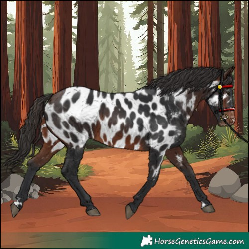 Horse Color:Brown Appaloosa 