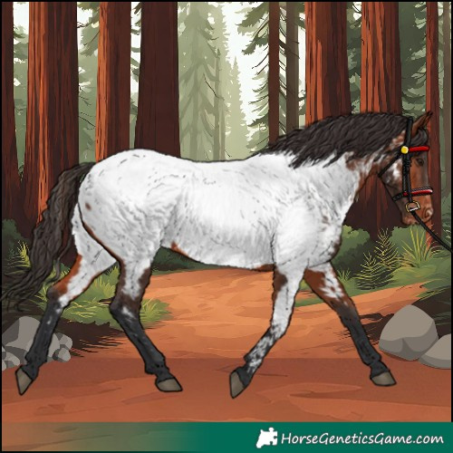 Horse Color:Bay Appaloosa 