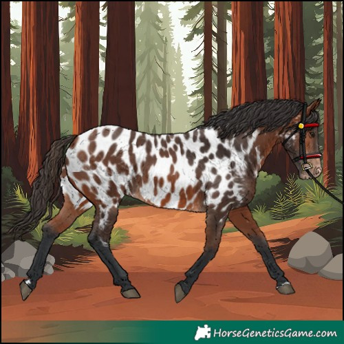 Horse Color:Bay Appaloosa 