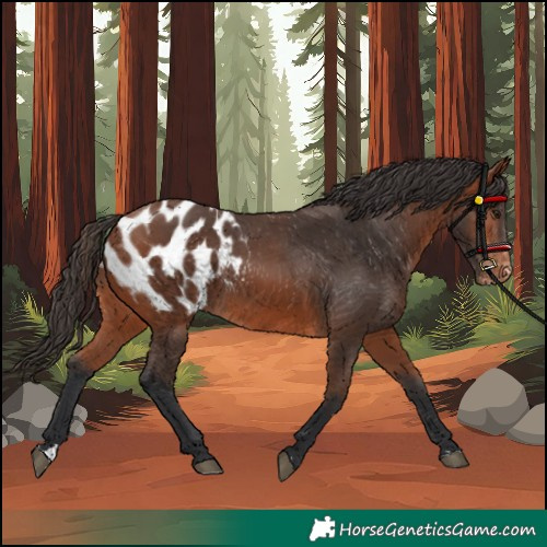 Horse Color:Bay Appaloosa