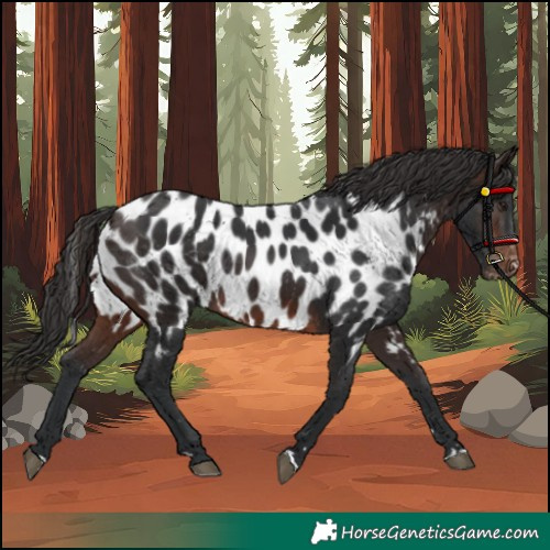 Horse Color:Brown Near Leopard