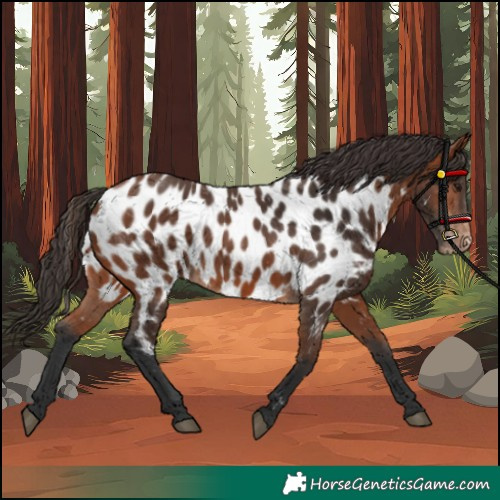 Horse Color:Bay Near Leopard