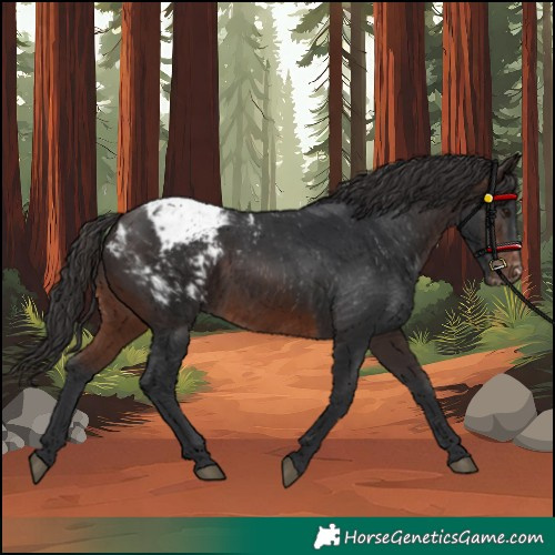 Horse Color:Brown Snowcap 