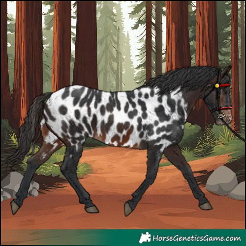 Horse Color:Brown Appaloosa