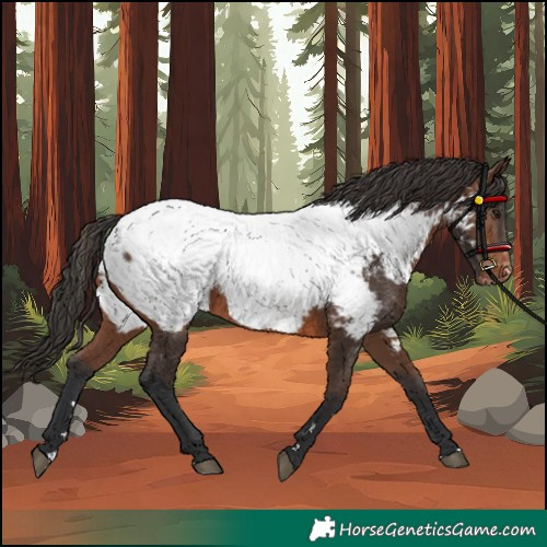 Horse Color:Brown Near Fewspot 