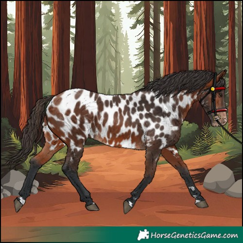 Horse Color:Bay Appaloosa 