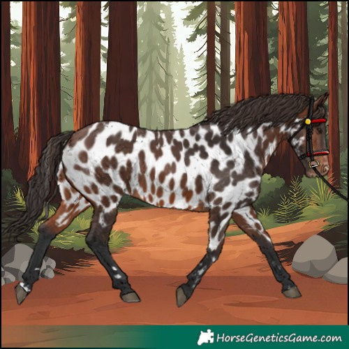 Horse Color:Brown Appaloosa 