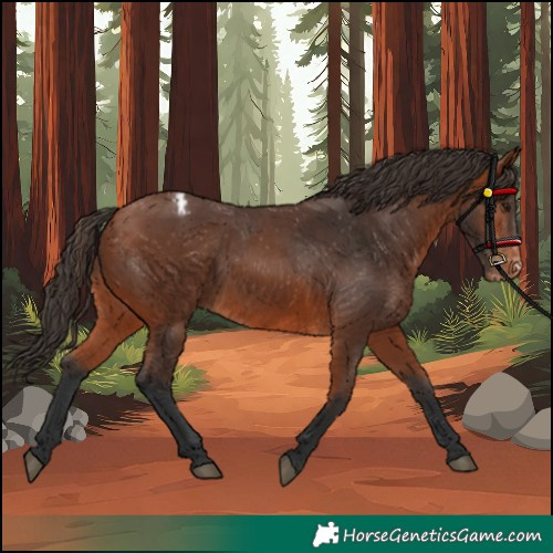 Horse Color:Bay Appaloosa 