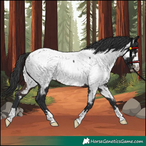 Horse Color:Brown Near Fewspot 