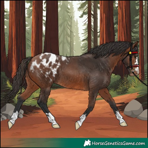 Horse Color:Bay Blanket