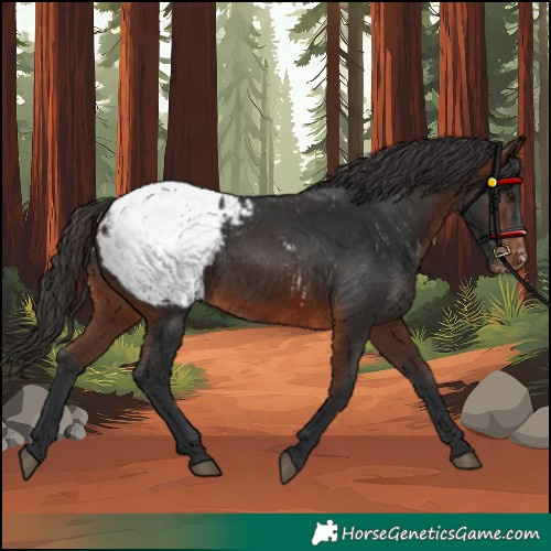 Horse Color:Brown Snowcap