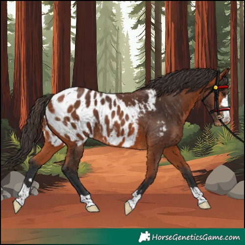 Horse Color:Bay Blanket 