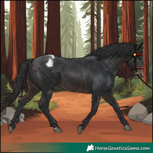 Horse Color:Brown Varnish 