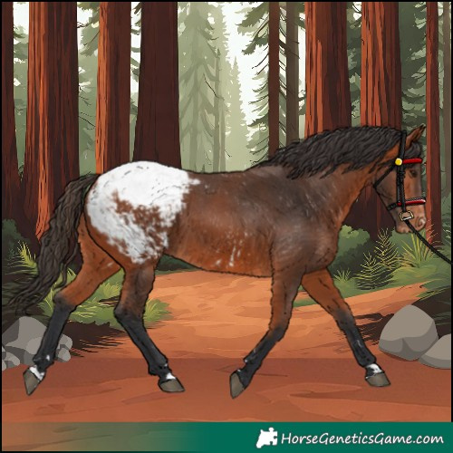 Horse Color:Bay Snowcap