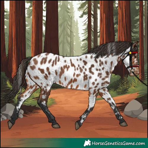 Horse Color:Bay Appaloosa 