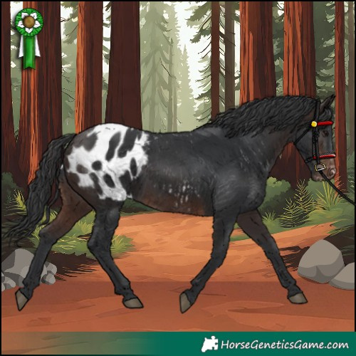 Horse Color:Brown Blanket
