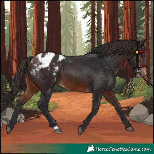 Horse Color:Bay Appaloosa