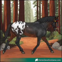 Horse Color:Bay Appaloosa