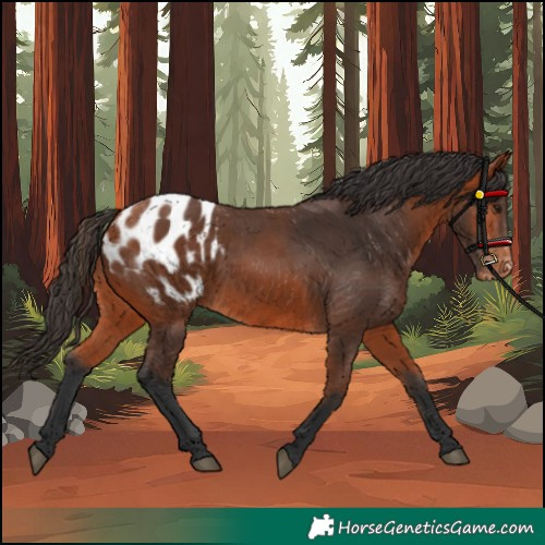 Horse Color:Bay Blanket