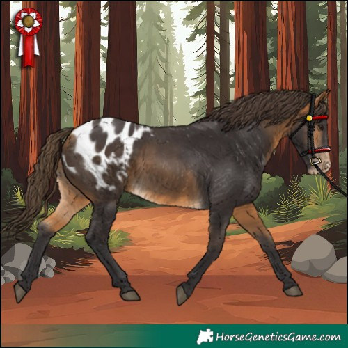 Horse Color:Buckskin Appaloosa