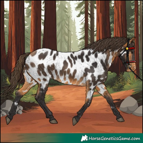 Horse Color:Buckskin Appaloosa