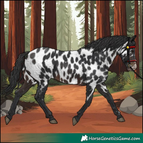 Horse Color:Brown Appaloosa 