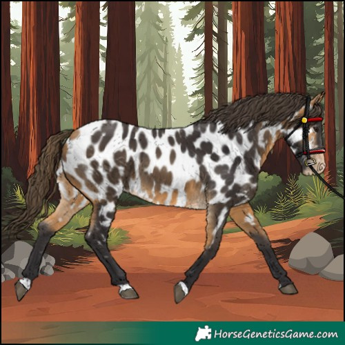 Horse Color:Buckskin Near Leopard