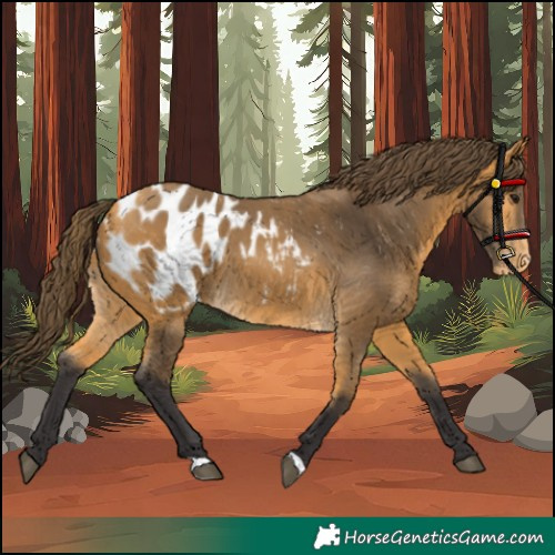 Horse Color:Buckskin Appaloosa
