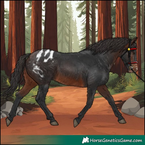 Horse Color:Brown Appaloosa