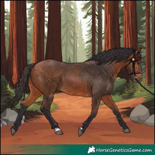 Horse Color:Bay 