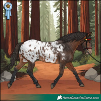 Horse Color:Bay Appaloosa