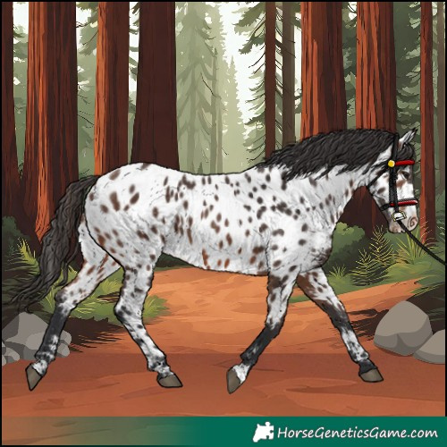 Horse Color:Brown Near Leopard