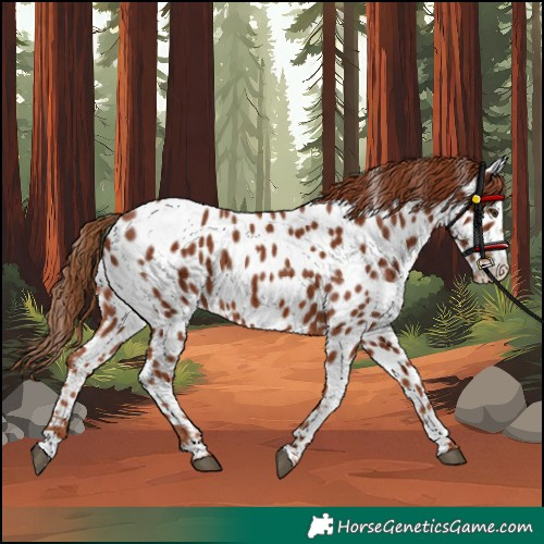 Horse Color:Chestnut Appaloosa 