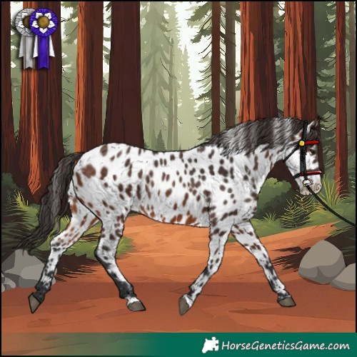 Horse Color:Brown Appaloosa