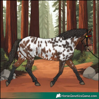 Horse Color:Bay Appaloosa