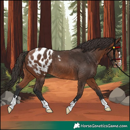 Horse Color:Bay Appaloosa