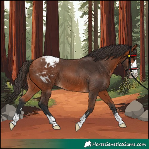 Horse Color:Bay Appaloosa