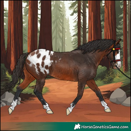 Horse Color:Bay Appaloosa 