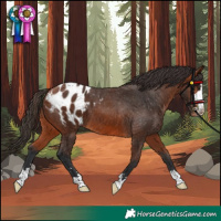 Horse Color:Bay Appaloosa